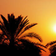 Date Palm Tree Silhouette At Beautiful Sunset In Dubai Poster
