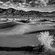 Death Valley Shrub Poster