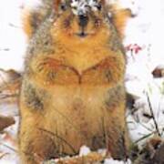 December Squirrel Poster