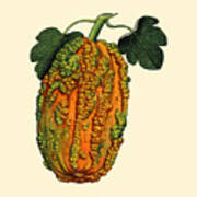 Decorative Squash Poster