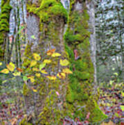 Deep Forest Autumn Poster