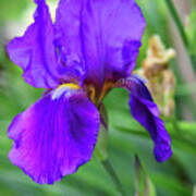 Deep Purple Iris Poster