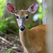 Deer Ears Poster