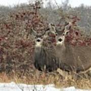 Deer In The Buffalo Berries Poster