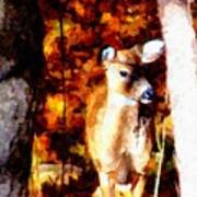 Deer In The Woods Poster