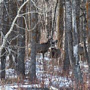 Deer In Winter Woods Poster