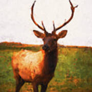 Deer Portrait - 05 Poster