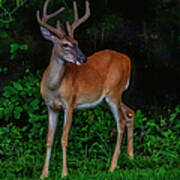 Deer Sighting Poster