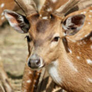 Deer Spotting Poster