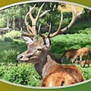 Deer With Antlers Poster