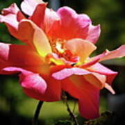 Delicate Gorgeous Pinata Rose Poster