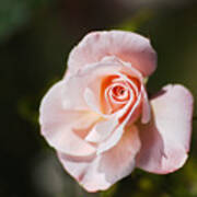 Delicate Pink Rose Bud Poster