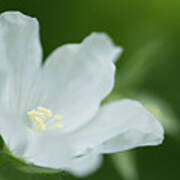 Delicate White Blossom Poster