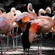 Denver Zoo Flamingo Poster