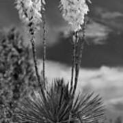 Desert Bloom Poster