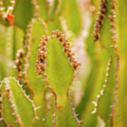 Desert Cactus Detail Poster