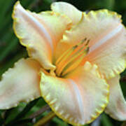 Desirable Daylily. Poster