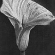 Dew On A Calla Lily Poster