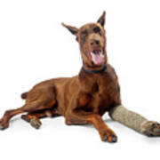 Doberman Pinscher Dog With Broken Leg Poster