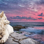 Dog At Sunset Poster