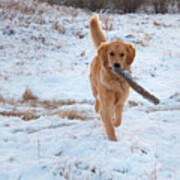 Dog Fetching In The Snow Poster