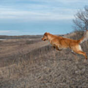Dog Leaping Down A Hill Poster