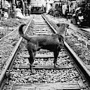 Dog Meets Train Poster