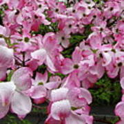 Dogwood Flowers After Rain Poster