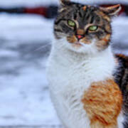 Domestic Self-important Kitten Standing In Snow. Arrogant Cat Face Look At Camera. Snooty Face. Look Like A Boss. Felis Catus Show Us Whole Her Beauty Poster