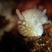 Doris Nudibranch Poster