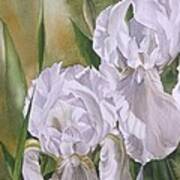 Double White Irises Poster