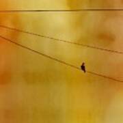 Dove On A Wire - Gold Poster