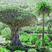 Drago Tree Tenerife Spain Poster