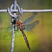 Dragonfly At Rest Poster