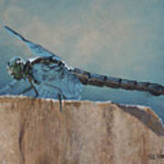 Dragonfly Poster