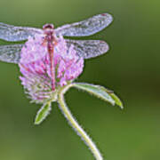 Dragonfly On Clover Poster