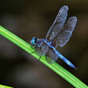 Dragonfly On Grass Poster