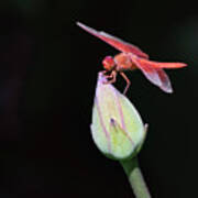 Dragonfly On Lotus Flower Poster