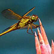 Dragonfly Resting Poster