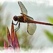 Dragonfly With Vignette Poster