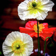 Dramatic Poppies Poster