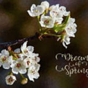 Dream Of Spring Poster