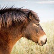 Dreaming Of Summer - Exmoor Pony Poster