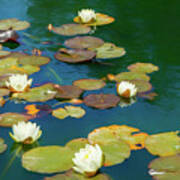 Dreamy Water Lilies On Pond Poster