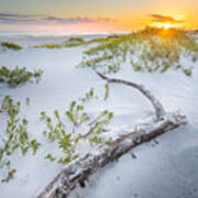 Driftwood At The Gulf Islands National Seashore Florida Poster