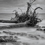 Driftwood Beach In Black And White Poster