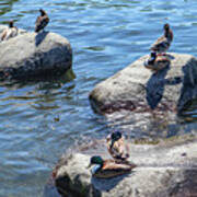 Duck Couples On A Date Poster