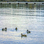 Ducks On The Lake Poster