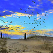 Dunes, Grass And Gulls, Sunrise,south Carolina Poster
