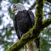 Eagle Attitude Poster